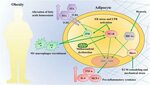 Frontiers Chronic Adipose Tissue Inflammation Linking Obesit